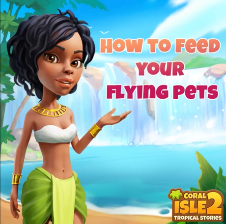 How to feed your flying pets? image