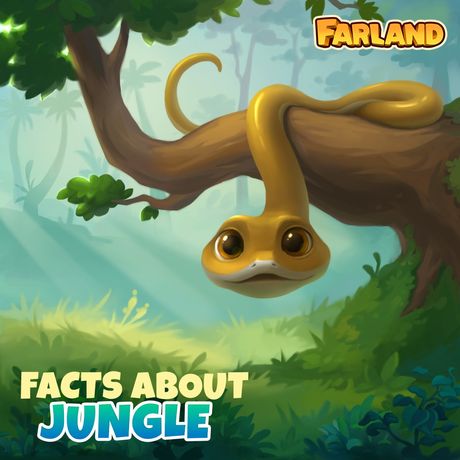 Facts about jungle